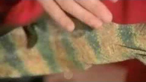 Evolution fish with fingers Transitional fossils