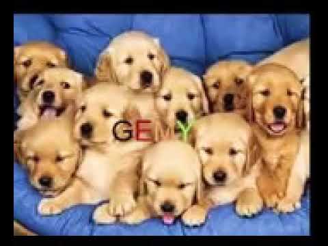 مهرجان الكلاب او او او او YouTube 