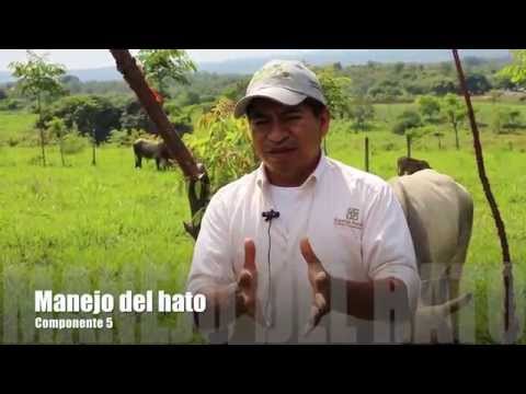 Vídeo: Què és el polsador a l'agricultura?