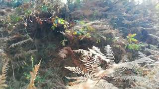 Anxo, suposto Circulo Litico de Adai, Lugo. febrero 2022