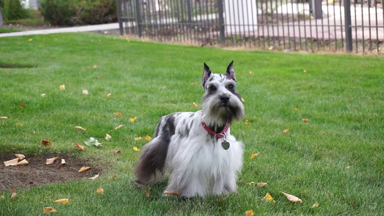 blue merle schnauzer