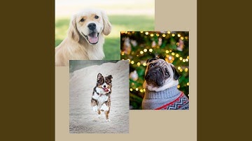 Sensational Backdrops for Adorable Rescue Pups