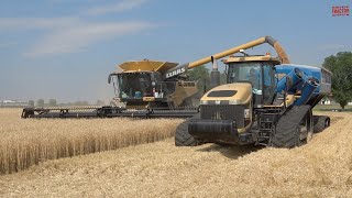 CLAAS Lexion 760 TT Harvesting Wheat