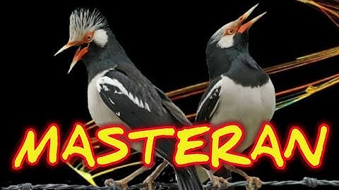 SUARA JALAK SUREN || BANYAK VARIASI SUARA UNIK SANGAT BAGUS BUAT (MASTERAN)