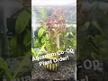 Aquarium Co-Op live plant order! #shorts