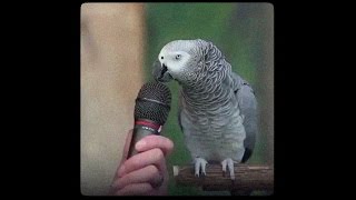 Einstein - famous talking parrot. \