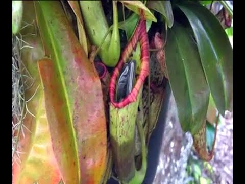camera iphone 8 plus apk Bird Eaten by Nepenthes - News Report