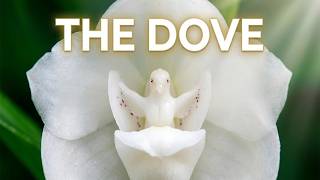 The Dove Inside the Flower: Panama’s Holy Ghost Orchid