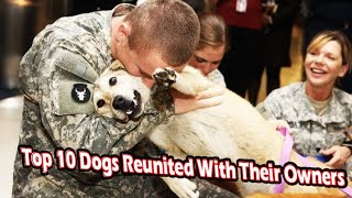 Heartwarming Reunions: Top 10 Dogs Finally Meeting Their Owners Again