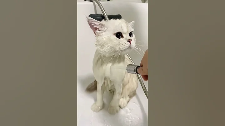 Watch the video about 🤣🤣cat likes bathing🤣🤣#viral #reaction #comedy #humor #viralvideo #viralshorts #viralshort #video