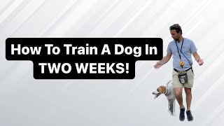 What Can This Dog Do After 2 Weeks Of Training?