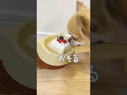 チワワの誕生日にケーキあげてみた結果がこれ… #shorts