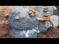 Выращивание грибов вешенка на соломе в мусорных пакетах.