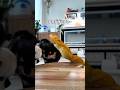犬とトカゲがガチ対決した結果#フトアゴヒゲトカゲ #チワワ