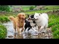 12 Hours of Dog Separation Anxiety Music 🐕 Relaxing Music for Dogs 🎵 Help Dogs Feel Safe and Calm