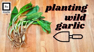 Planting Wild Garlic Plants from eBay- making a suburban food forest!