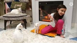 Russian white cats playing at home by BLS Channel 190 views 2 years ago 3 minutes, 3 seconds