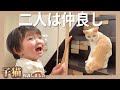 【感動】2週間ぶりに家族と再会した猫達