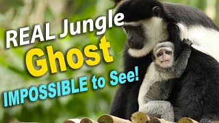 Mantled Guereza The Real-Life Jungle Ghost That Vanishes Like Smoke