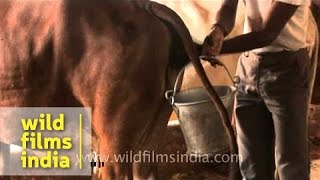 How to make a cow urinate - Rubbing the vulva by hand