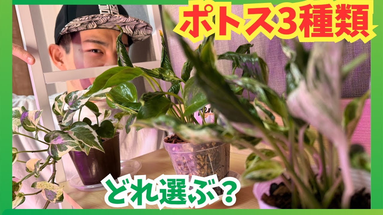 【観葉植物】ポトス3種類をまとめて紹介｜雰囲気で選ぶならこの子たち？🌿