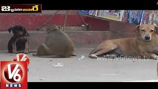 Funny Monkey And Dog Talk  About Aadhaar Card || Jajjanakare Janaare || V6 News