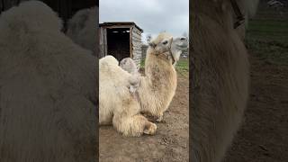 Ласкается с мамой