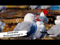 鸟趣—我的眼里只有你 | 澳洲银鸥Silver Gull | 澳洲观鸟Australian Bird Watching