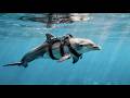 The Cartel Underwater Base — What's Real, What's Not