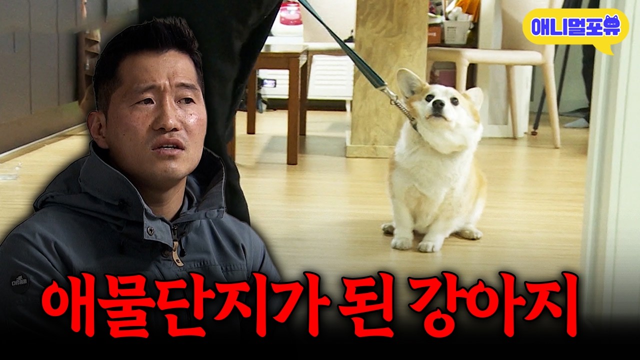 ‘이 가족을 통솔하려고 해요’ 아빠 빼고 다 무는 강아지 때문에 분리 생활까지 하게 된 가족..ㅣKBS 개는 훌륭하다 210301 방송