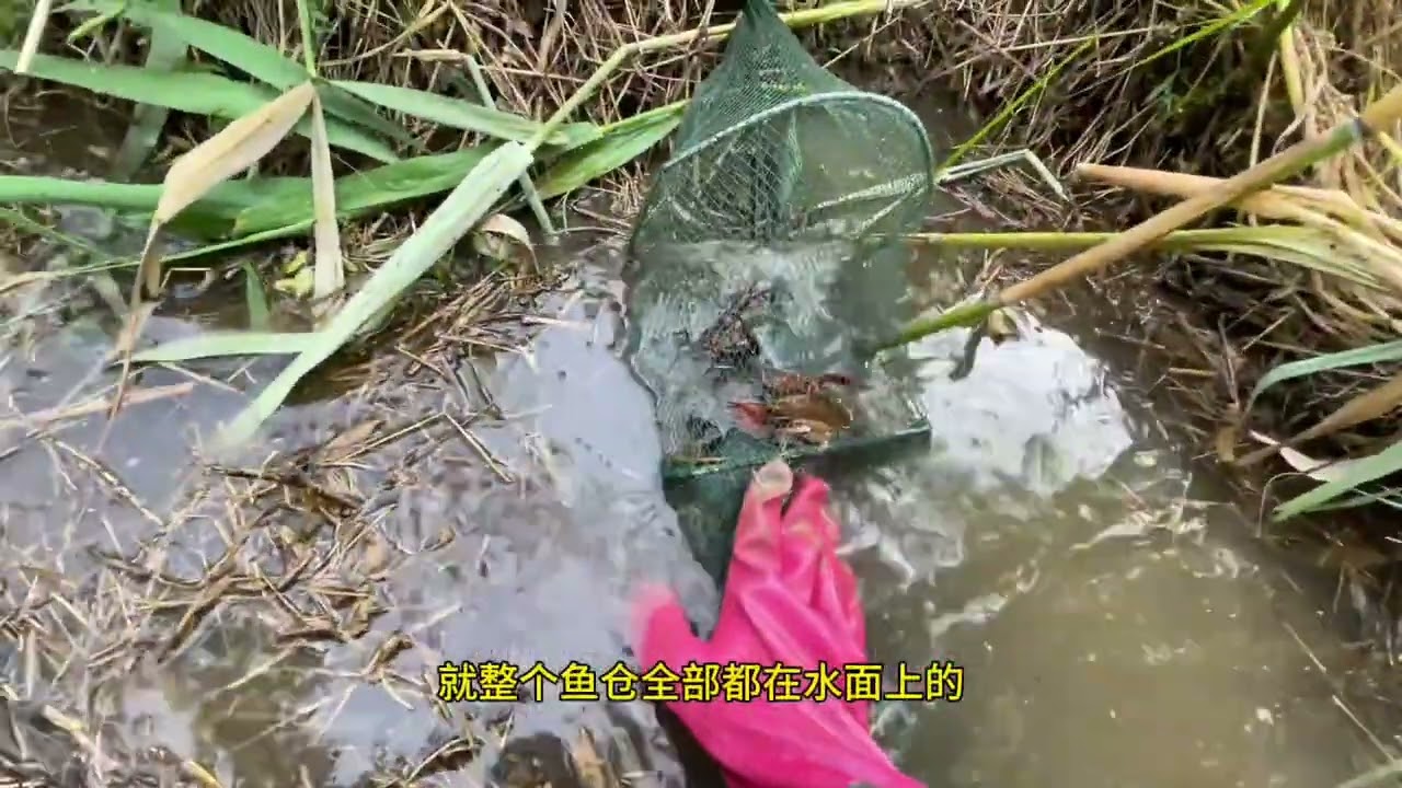 小润给大润开门，润到家了，看到最后哦！ #真实户外  #野生黄鳝  #今天的收获  #抓鳝鱼