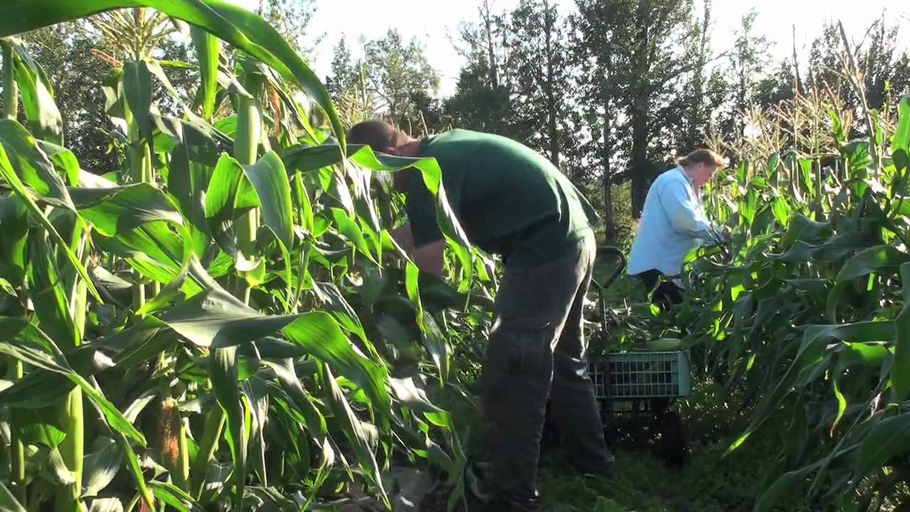 EatlocalNW: Alaska Corn - YouTube