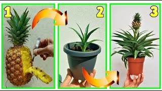 NEVER SEEN BEFORE!!!! give birth to a PINEAPPLE seedling from the seeds that are in the peel, FREE