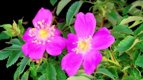 سورة يوسف بصوت القارئ عبد الله طه سربل