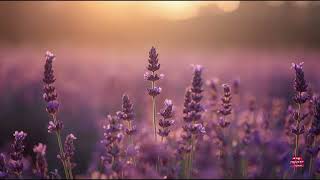 Creative Sunrise – Soft Piano Melodies for Deep Focus & Inspiration screenshot 5