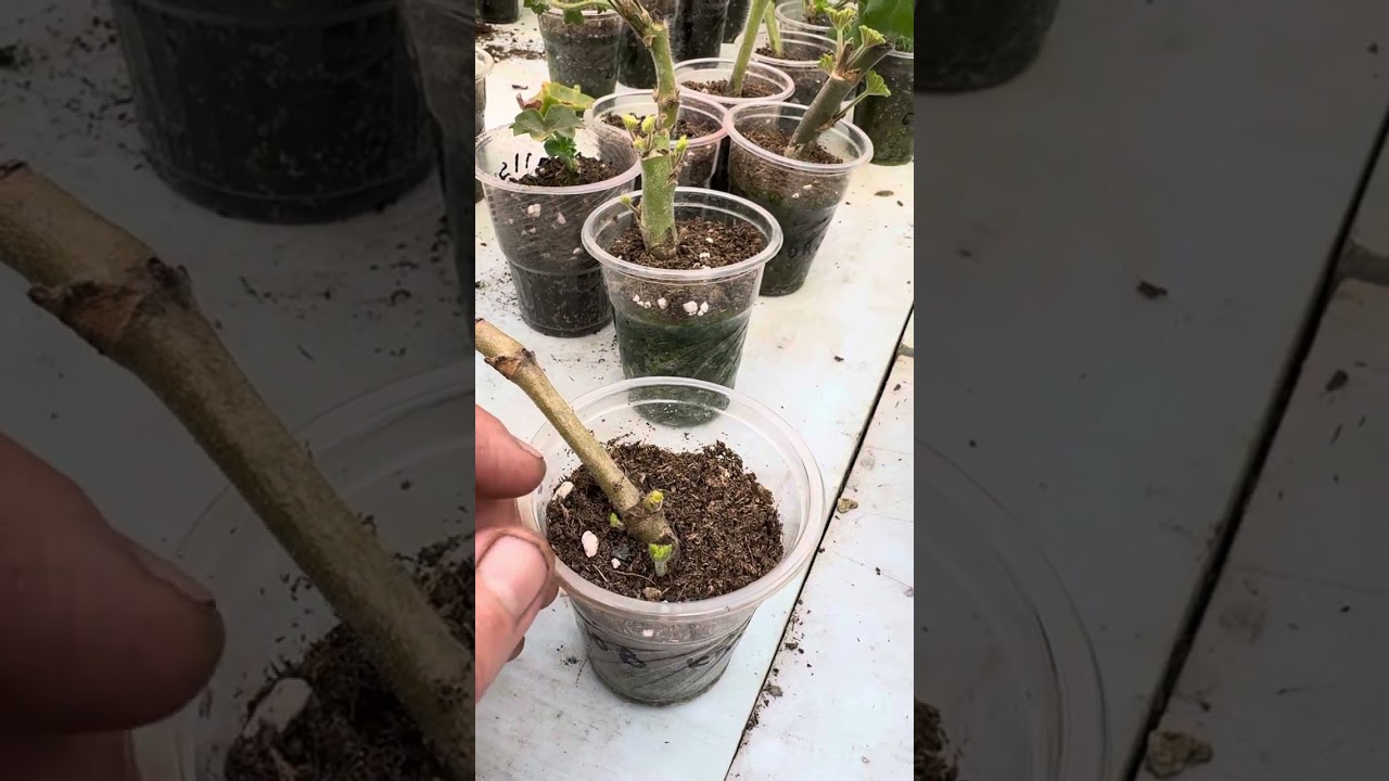 Геран кўпроқ очлиб узоқроқ гуллаши учун.