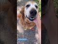 Woman finds a sweet lost dog, and helps her get back home!