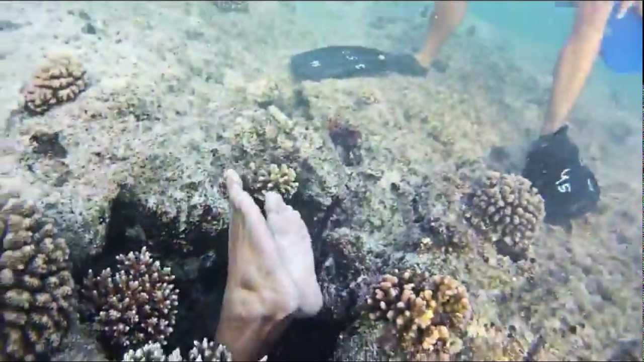 CavemanKongo: The Looming!