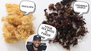 YOUR SEA MOSS IS NOT WHAT YOU THINK IT IS!!! I WILL SHOW YOU REAL IRISH SEA MOSS