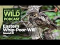 Episode 96: Eastern Whip-Poor-Will – Voice of the Wild