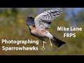 Photographing Sparrowhawks