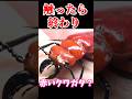 【ゆっくり解説】絶対に触ってはいけない赤いクワガタ ヒラズゲンセイ#ヒラズゲンセイ#幻の昆虫#赤いクワガタ