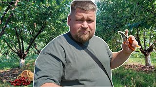 Tăieri In Verde La Cireș, Forma Coroanei Multilider, Portaltoi Mahaleb