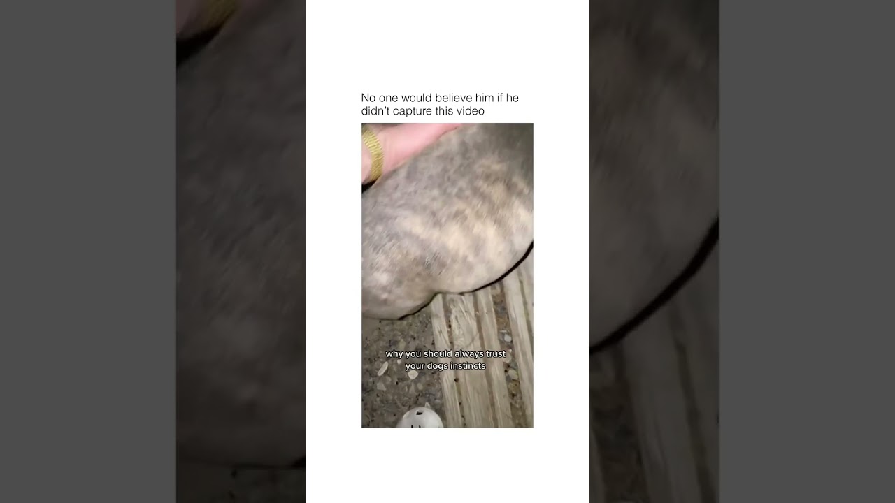Always trust the instinct of a dog / Scary video 😧🤯 
