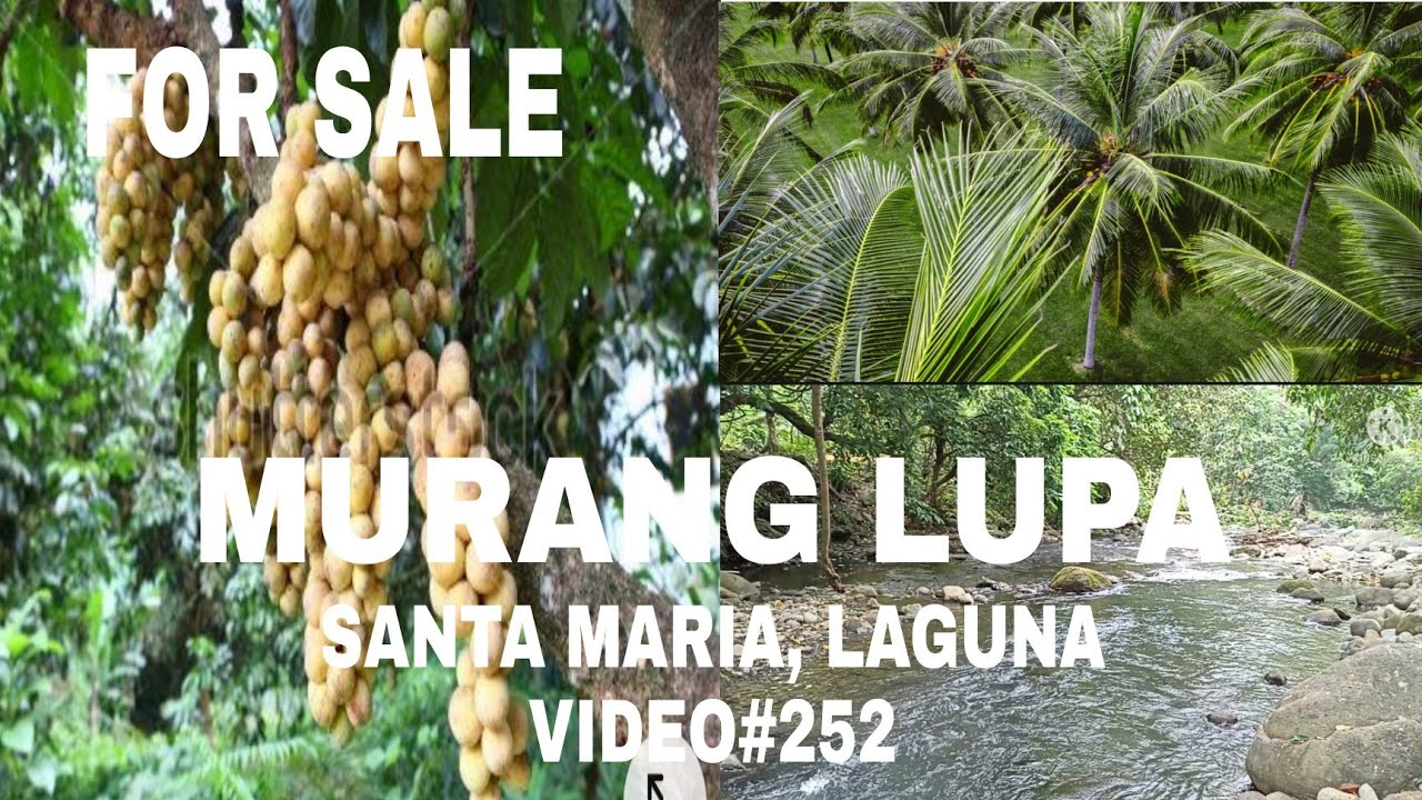 #8 HECTARES FARM ALONG THE CREEK #WITH ASSORTED FRUIT BEARING #GOOD INVESTMET