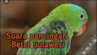 Suara Burung Betet Sulawesi cocok untuk pikat dan pancingan