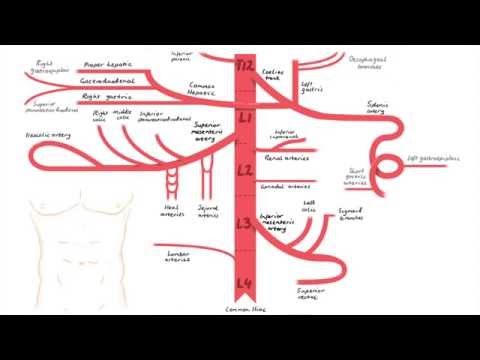 Abdominal Aorta Branches