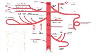 Abdominal Aorta Branches