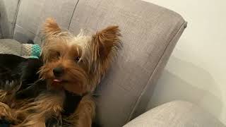 Yorkie chooses when to allow his mom to kiss