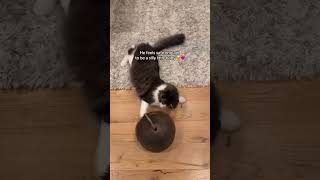 When your rescue cat finally feels safe enough to play 🥰